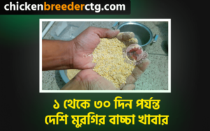 দেশি মুরগির বাচ্চার খাবার