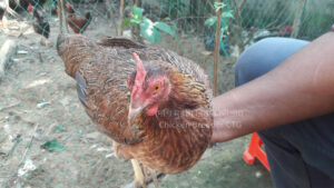 Chicken Breeder CTG