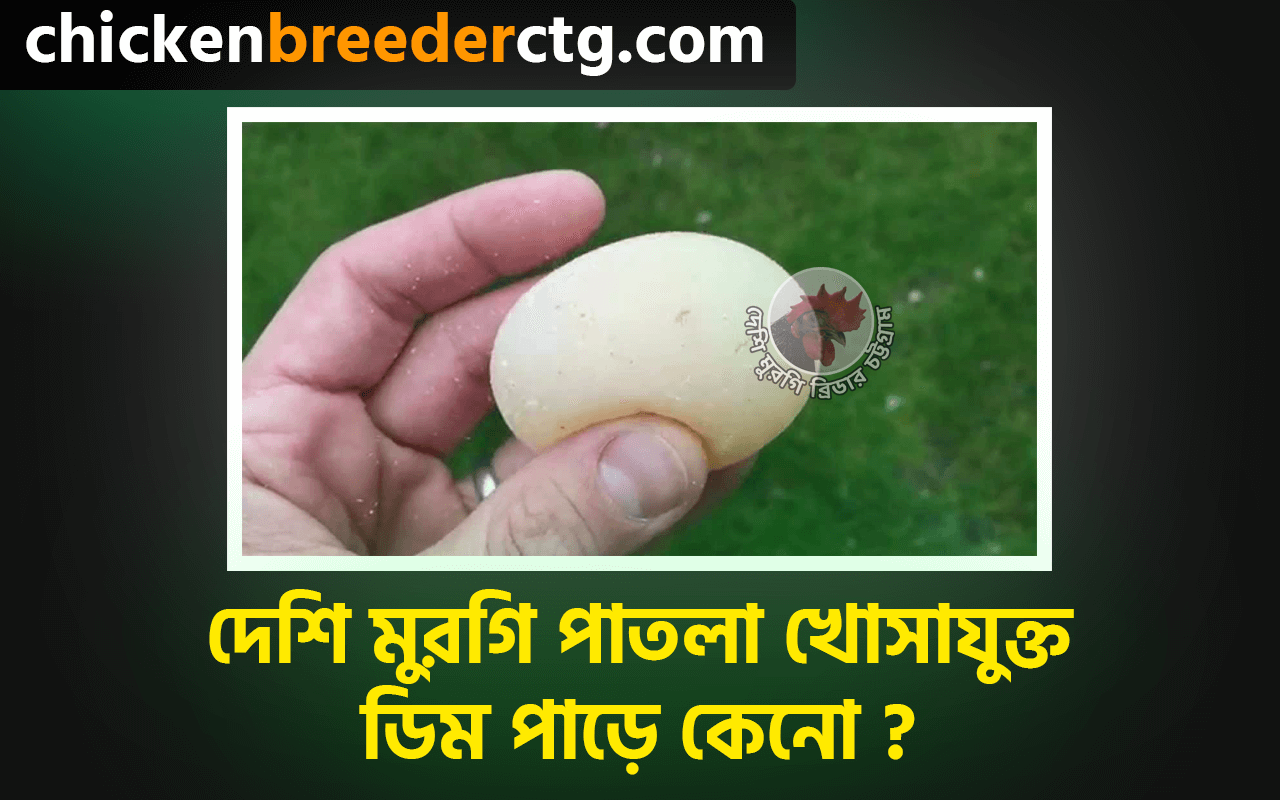 দেশি মুরগি পাতলা খোসাযুক্ত ডিম পাড়ে কেনো - Chicken laying egg without shell