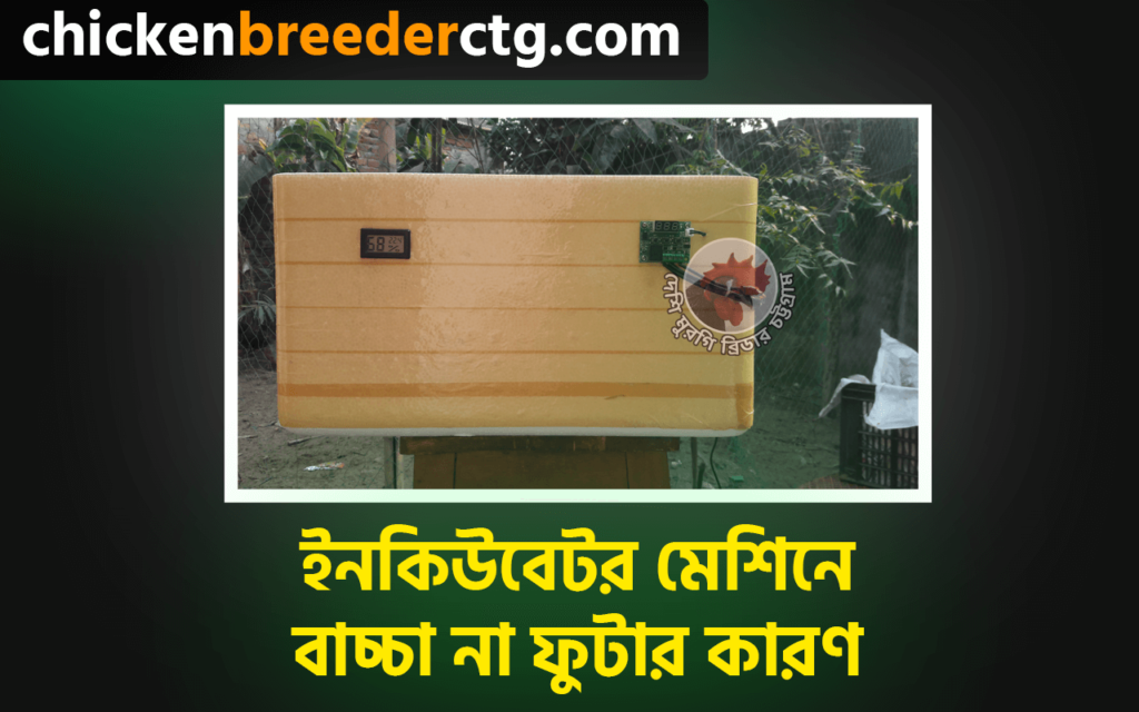 ইনকিউবেটর মেশিনে বাচ্চা না ফুটার কারণ - Why chicks not hatching in incubator machine