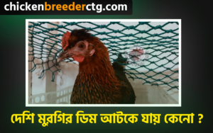 দেশি মুরগির ডিম আটকে যায় কেনো - Chicken Egg Binding Causes