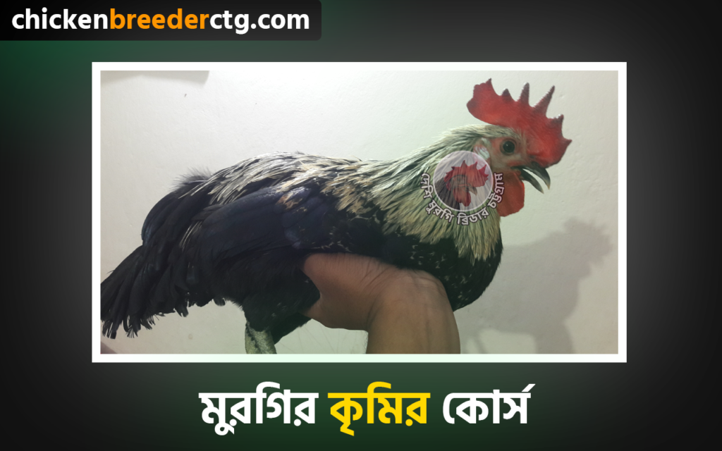 মুরগির কৃমির কোর্স - Chicken Deworming Course