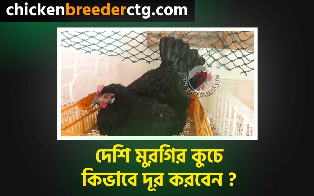 দেশি মুরগির কুচে কিভাবে দূর করবেন - How to stop chicken from brooding