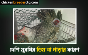 দেশি মুরগির ডিম না পাড়ার কারণ - native chicken not laying egg