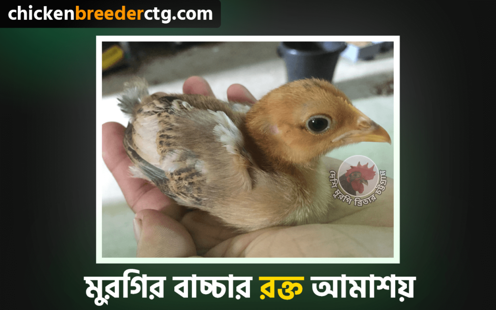 মুরগির বাচ্চা রক্ত আমাশয় সাধারণ রোগ - coccidiosis in chick