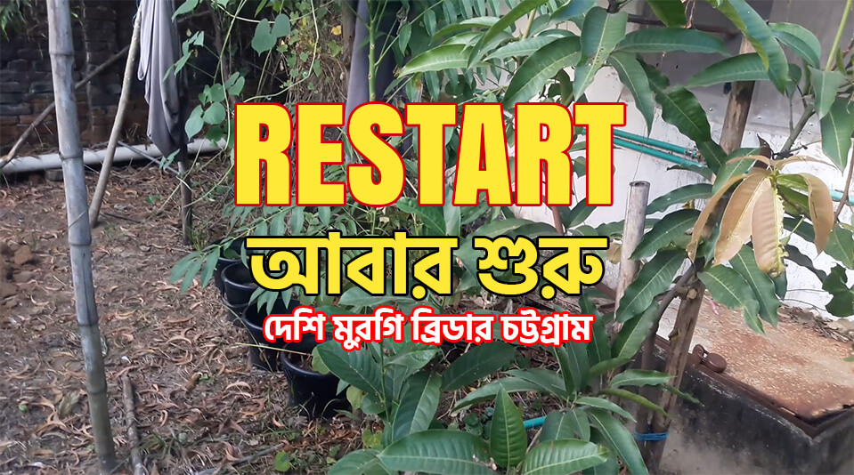 Restart Chicken Farming - দেশি মুরগি পালন আবার শুরু