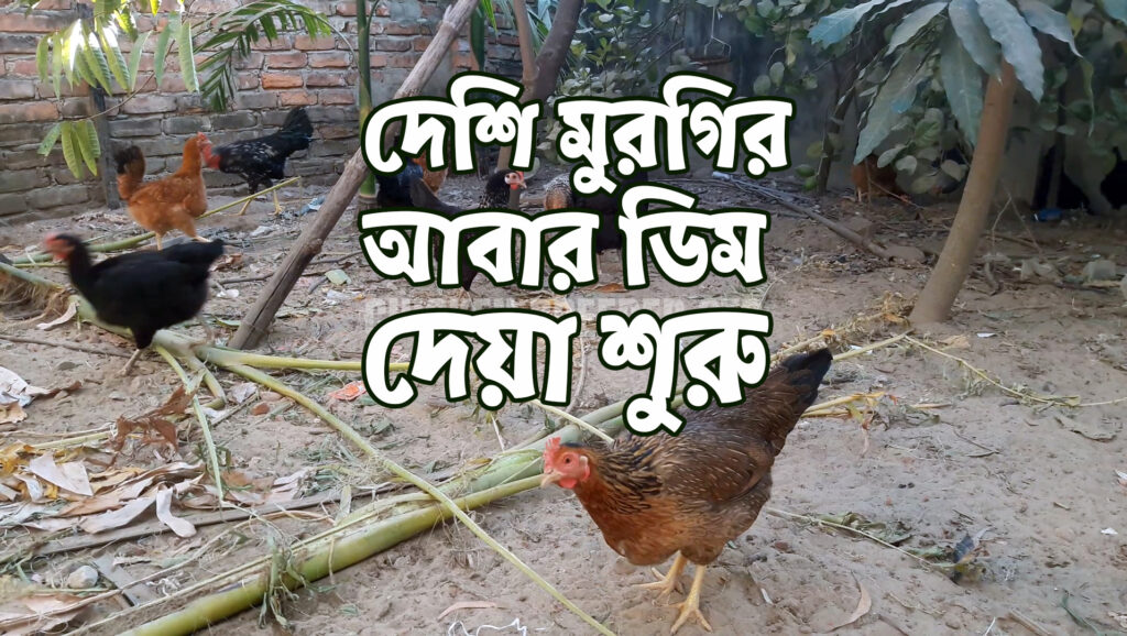 দেশি মুরগি আবার ডিমে আসছে | Chicken Breeder CTG