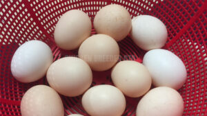 Chicken Egg - দেশি মুরগির ডিম